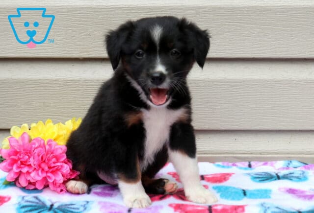 April Mini Aust Shepherd2 image