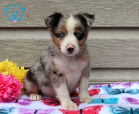 Ari Mini Aust Shepherd
