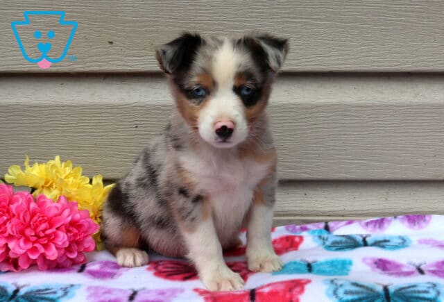 Ari Mini Aust Shepherd image