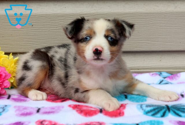 Ari Mini Aust Shepherd2 image