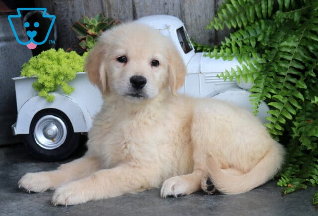 Fluffy Golden Retriever puppy lying beside a charming white vintage pickup planter with lush green ferns, looking calmly toward the camera. image