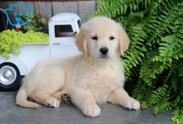 Cream Golden Retriever puppy resting beside a white vintage truck planter and vibrant green ferns, showing off its fluffy coat and gentle expression. image