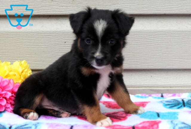 Astro Mini Aust Shepherd image