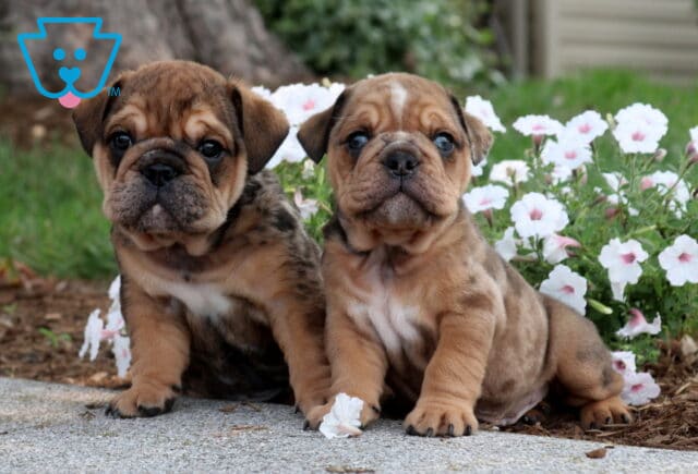 B Litter English Bulldog Group image