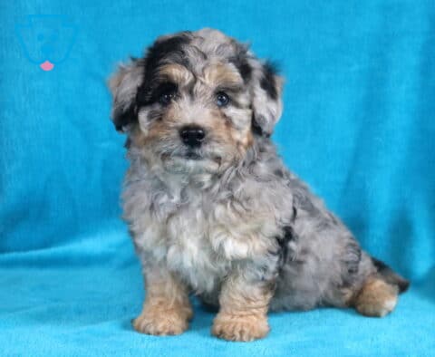 Baby Bichpoo