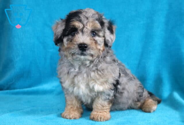Baby Bichpoo image