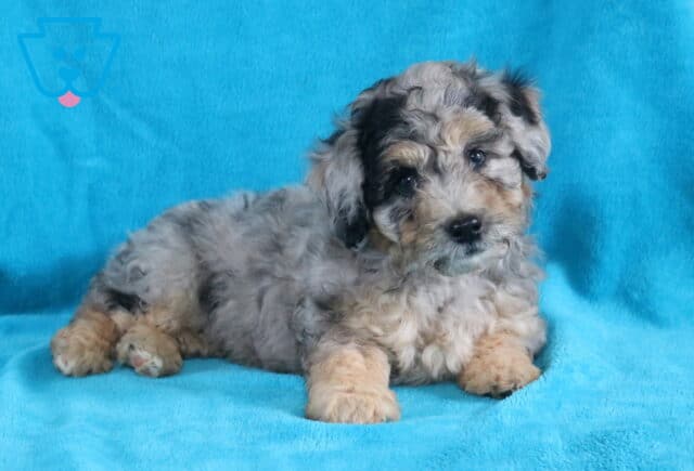 Baby Bichpoo2 image