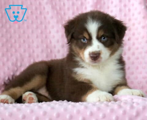 Baby Mini Aust Shepherd