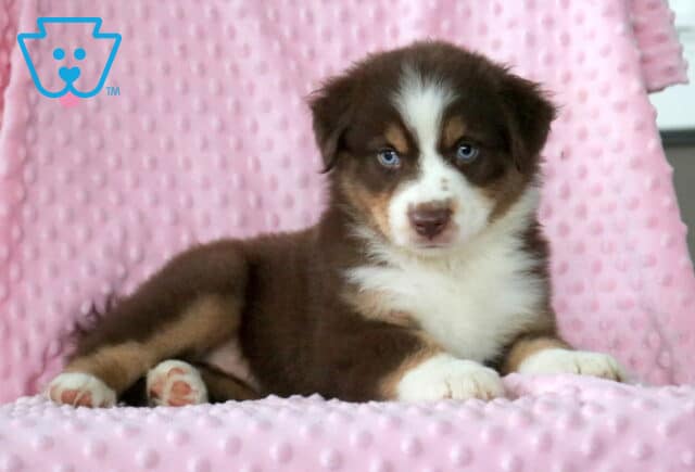 Gorgeous red tri Mini Australian Shepherd puppy with bright blue eyes relaxing on a soft pink blanket. image