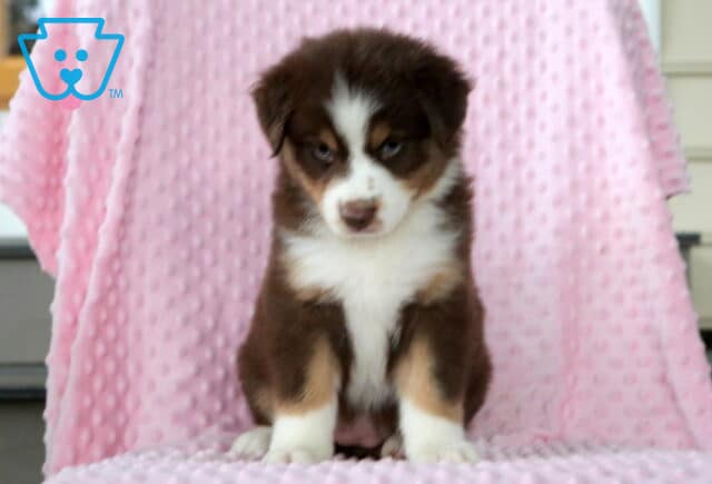 Precious red tri Mini Australian Shepherd puppy sitting on a soft pink blanket with a fluffy coat and gentle expression. image