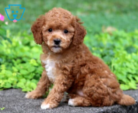 Babycakes Toy Poodle