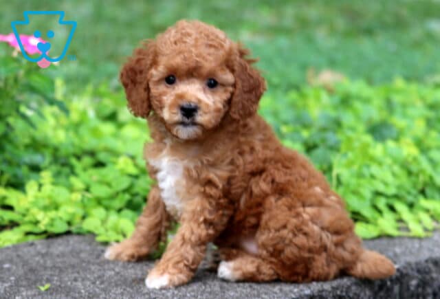 Babycakes Toy Poodle image