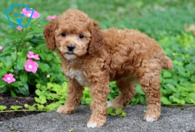 Babycakes Toy Poodle2 image