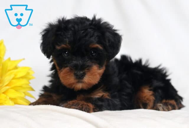 Babycakes Yorkiepoo image