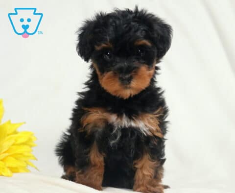 Babycakes Yorkiepoo2
