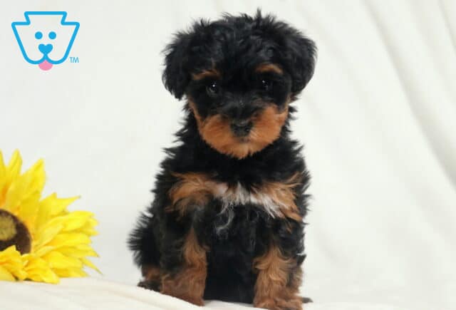 Babycakes Yorkiepoo2 image