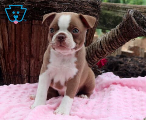 Baily Boston