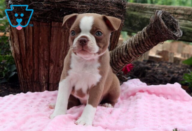 Baily Boston image