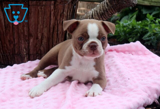 Baily Boston2 image