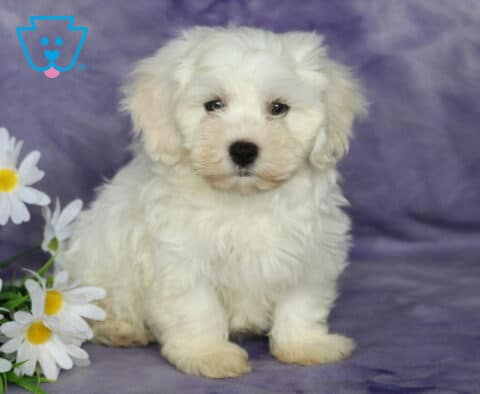 Bambi Bichon