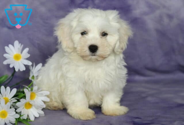 Bambi Bichon image
