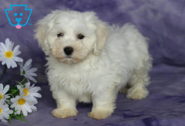 Bambi Bichon2 image