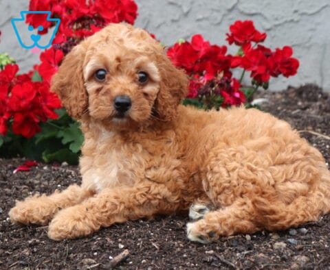 Bambi Cockapoo