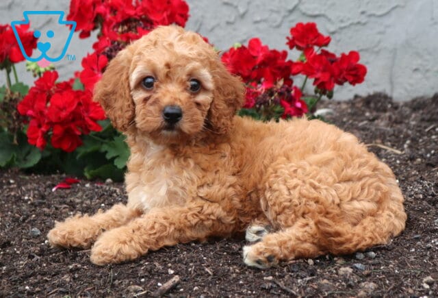 Adorable apricot Cockapoo puppy with a fluffy, curly coat lying comfortably in a flower bed, gazing at the camera with bright eyes as vibrant red blossoms bloom in the background. image