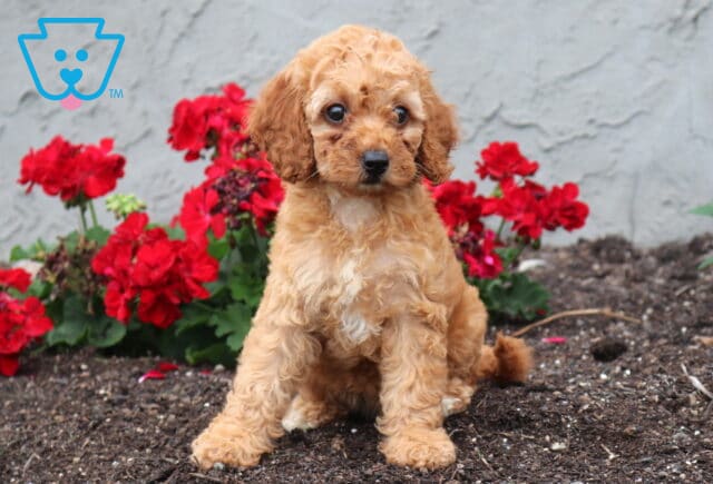 Small apricot Cockapoo puppy with expressive dark eyes and a curly coat sitting in a garden bed, surrounded by vibrant red flowers and looking attentively toward the camera. image