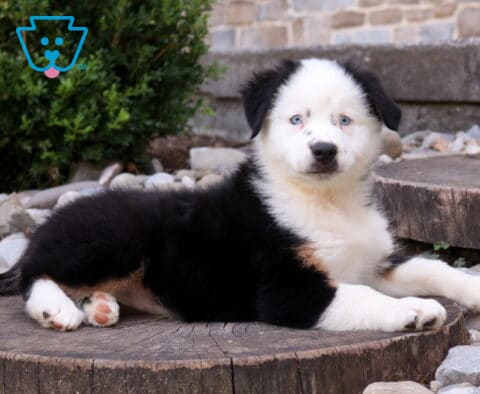 Bambi Mini Aust Shepherd