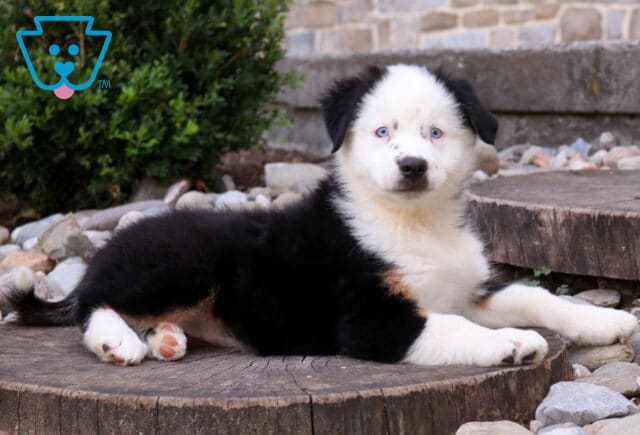 Black tri Mini Australian Shepherd puppy with striking blue eyes and a fluffy black and white coat relaxing on a rustic tree stump, featuring tan accents and a soft, curious expression. image