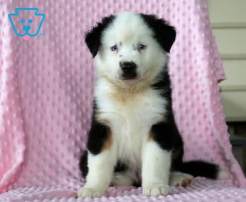 Bambi Mini Aust Shepherd