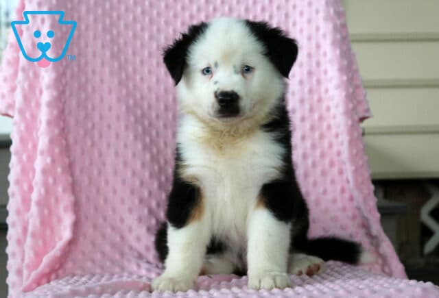 Bambi Mini Aust Shepherd image