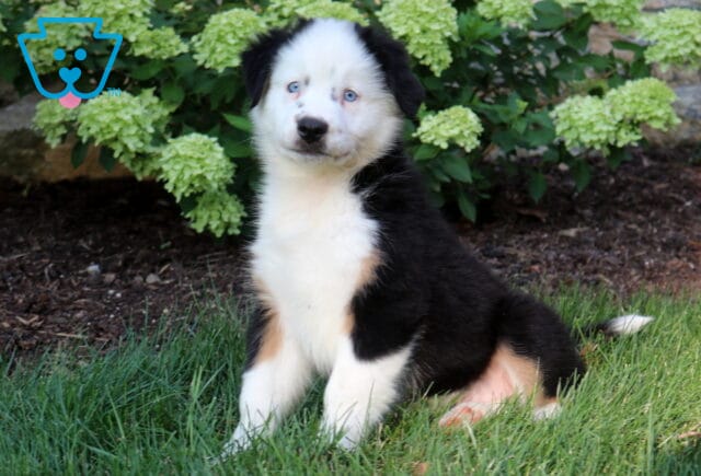 Blue-eyed black tri Mini Australian Shepherd puppy sitting proudly on green grass in front of blooming white hydrangeas, showcasing a fluffy coat, bright expression, and classic tri-color markings. image