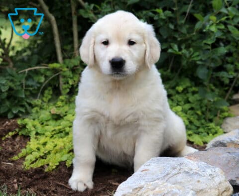 Barker Eng Cream Golden