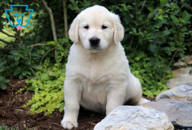 Barker Eng Cream Golden image