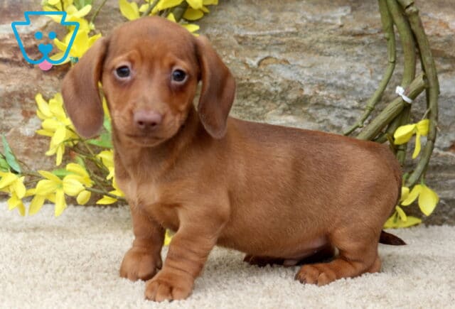 Red Mini Dachshund puppy standing on a soft cream blanket with bright yellow flowers and a rustic stone backdrop, showing a sleek coat, floppy ears, and an alert, gentle expression. image