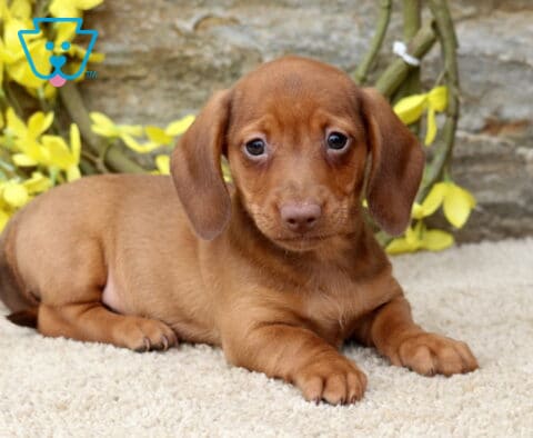 Smooth-coated red Mini Dachshund puppy lying on a plush cream blanket with bright yellow flowers behind, featuring soulful eyes, floppy ears, and a relaxed, affectionate pose.