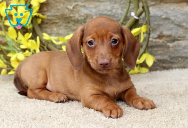 Smooth-coated red Mini Dachshund puppy lying on a plush cream blanket with bright yellow flowers behind, featuring soulful eyes, floppy ears, and a relaxed, affectionate pose. image