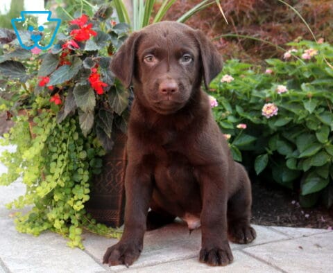Bear Choc Lab