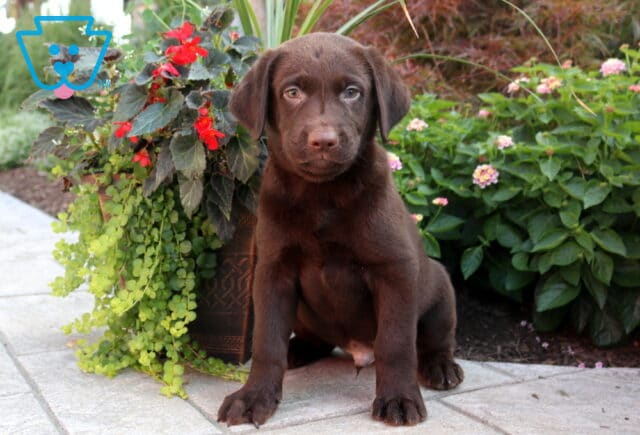 Bear Choc Lab image