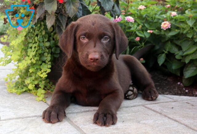 Bear Choc Lab2 image
