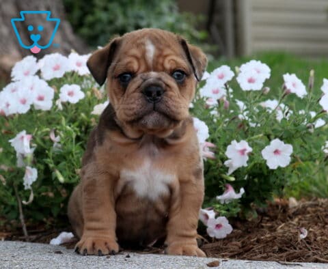 Fawn English Bulldog puppy with a white chest sitting in front of blooming white flowers, showing off its wrinkled face, sturdy build, and calm, attentive expression in a peaceful garden setting.