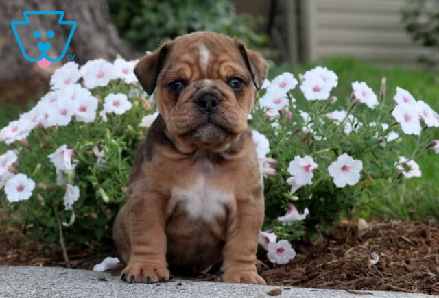 Fawn English Bulldog puppy with a white chest sitting in front of blooming white flowers, showing off its wrinkled face, sturdy build, and calm, attentive expression in a peaceful garden setting. image