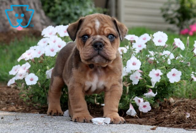 Adorable English Bulldog puppy standing confidently in front of soft white garden flowers, featuring a fawn coat, wrinkled face, white chest, and sturdy little frame in a bright outdoor setting. image
