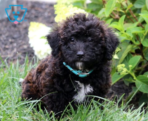 Black Mini Goldendoodle puppy with a fluffy curly coat, white chest patch, and teal collar sitting in green grass near blooming hydrangeas, looking sweetly toward the camera.
