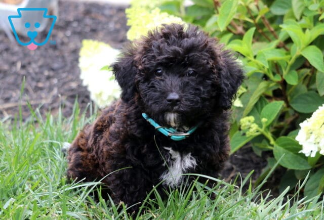 Black Mini Goldendoodle puppy with a fluffy curly coat, white chest patch, and teal collar sitting in green grass near blooming hydrangeas, looking sweetly toward the camera. image