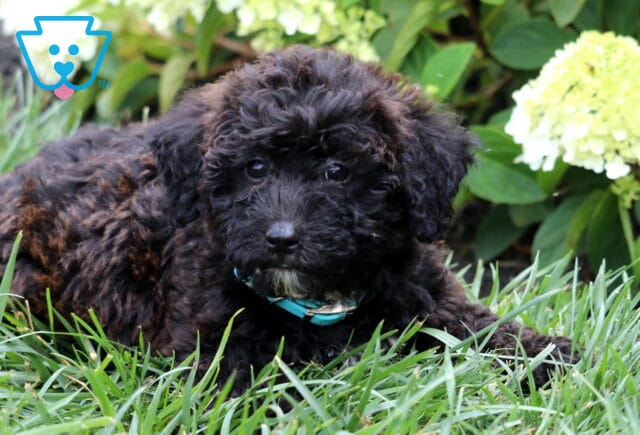 Black Mini Goldendoodle puppy with a curly coat and teal collar lying comfortably in lush green grass, framed by blooming white hydrangeas and looking calmly at the camera. image