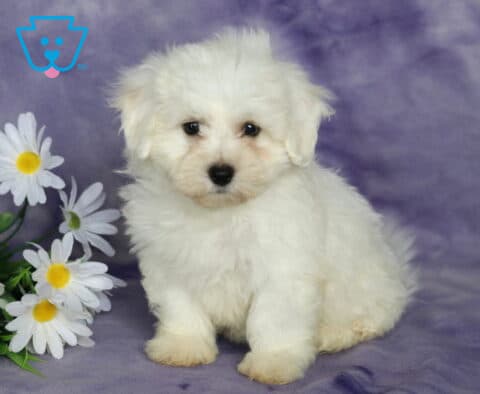 Becca Bichon