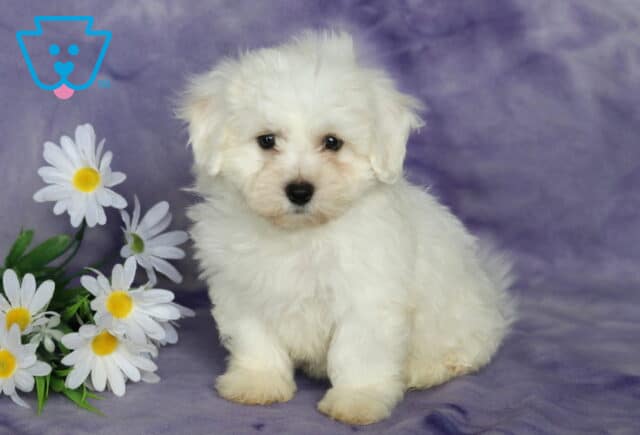 Becca Bichon image